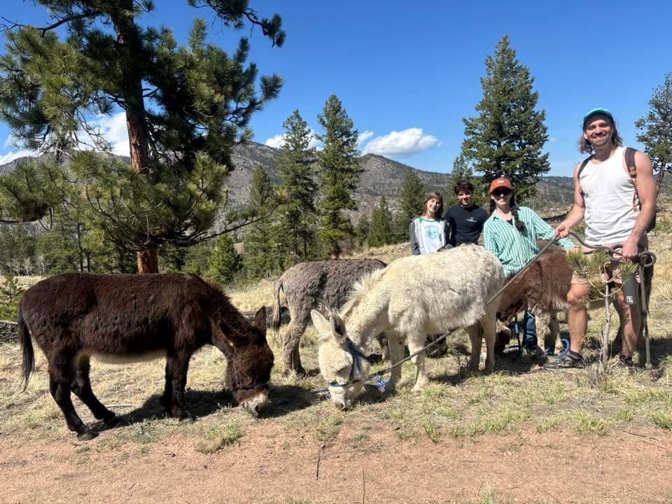 A group hiking party with their donkeys facing the mountains near Bailey, Colorado