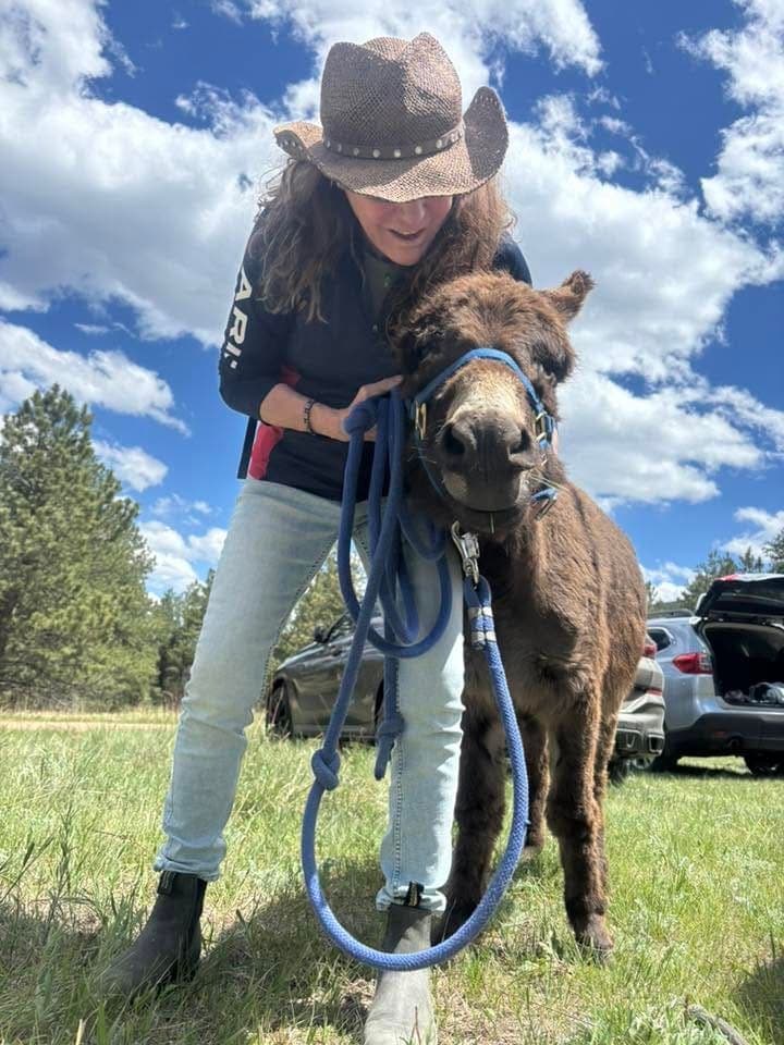 Applejack, miniature donkey at CRATES Colorado
