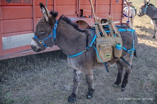 Applejack, miniature donkey at CRATES Colorado