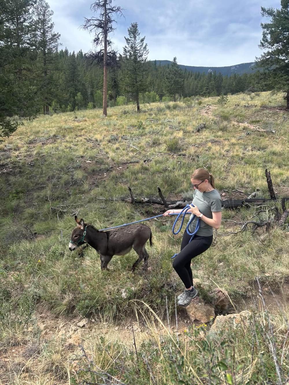 (Look It's) Bigfoot, miniature donkey at CRATES Colorado