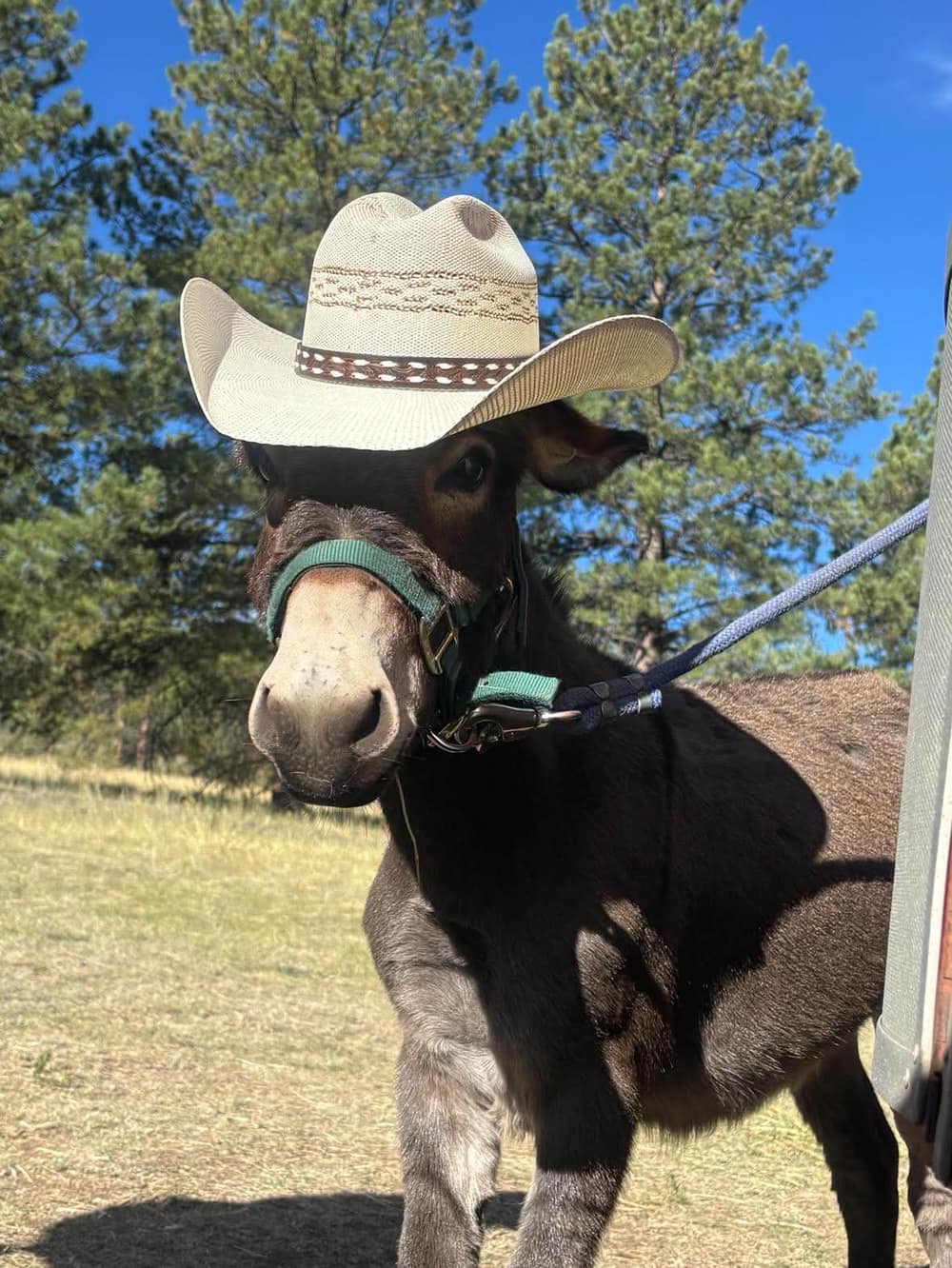 (Look It's) Bigfoot, miniature donkey at CRATES Colorado