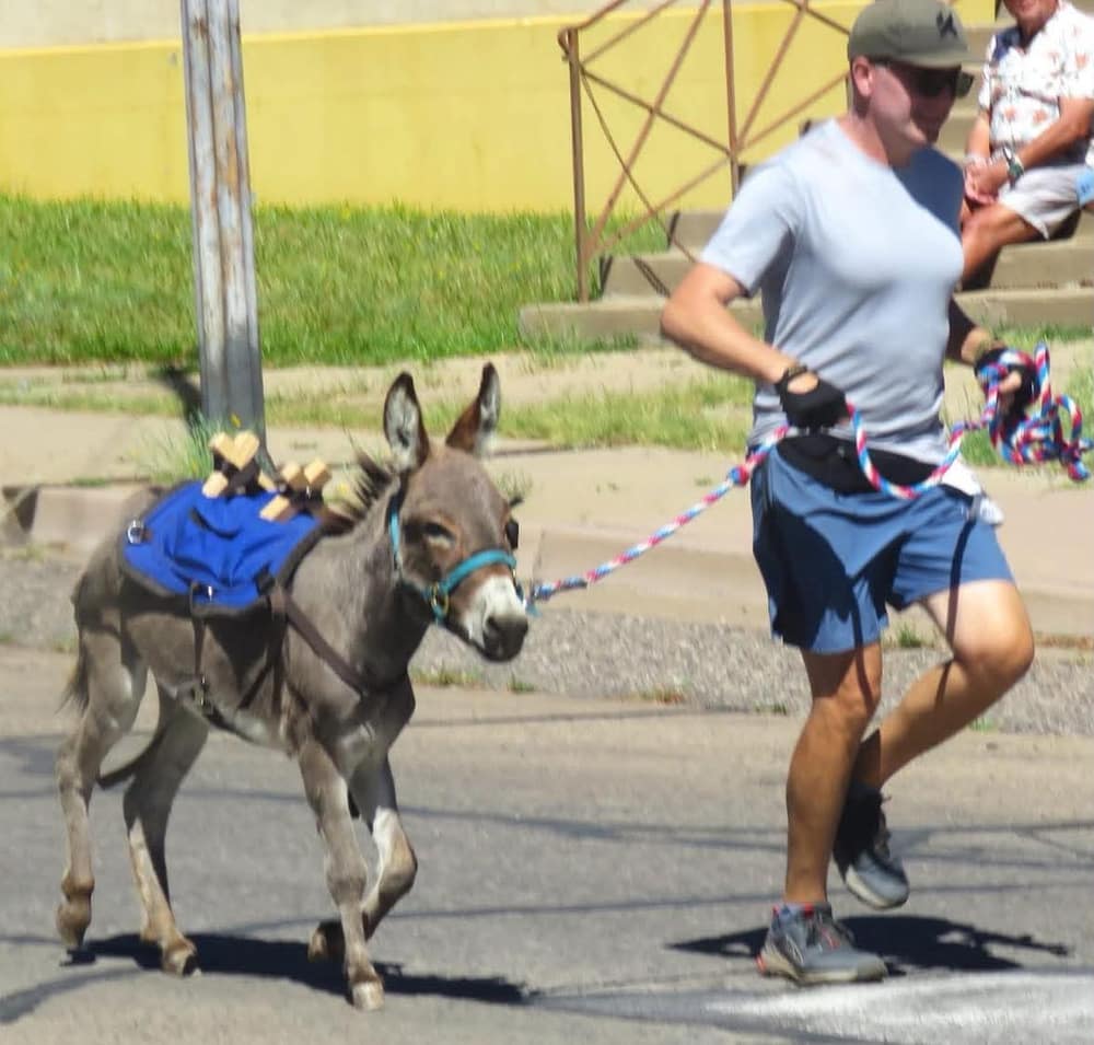 Boots the Donkey, miniature donkey at CRATES Colorado