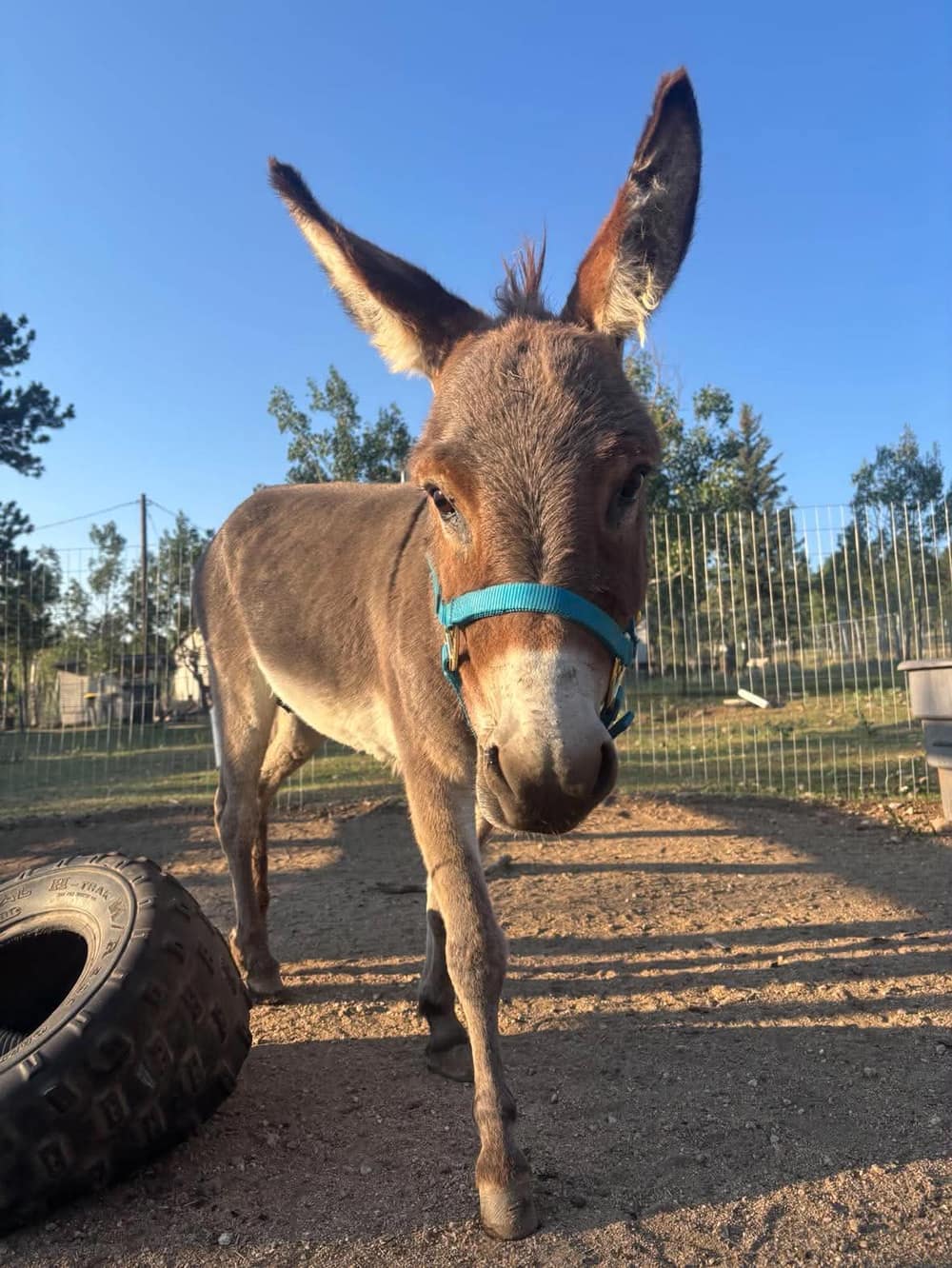 Boots the Donkey, miniature donkey at CRATES Colorado