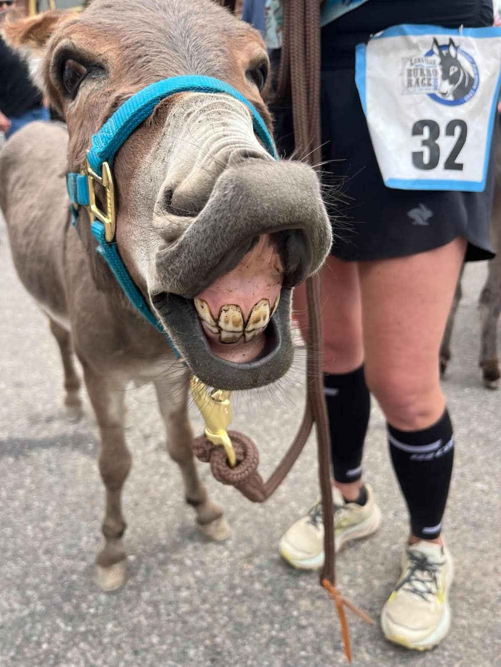 Boots the Donkey, miniature donkey at CRATES Colorado