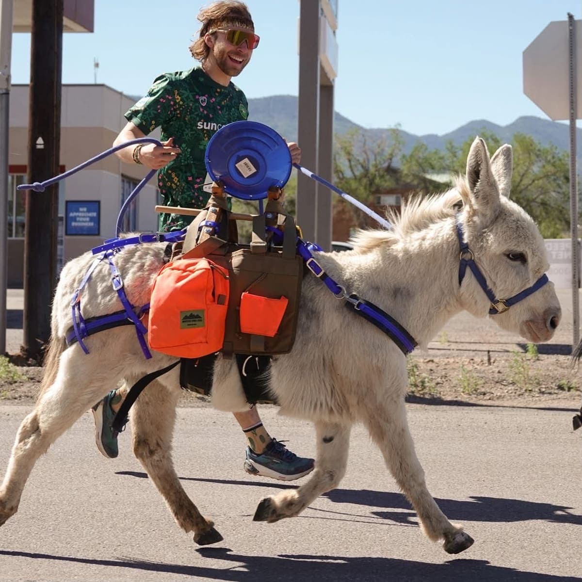 Denver The Donkey, miniature donkey at CRATES Colorado