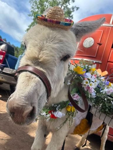 Denver The Donkey, miniature donkey at CRATES Colorado