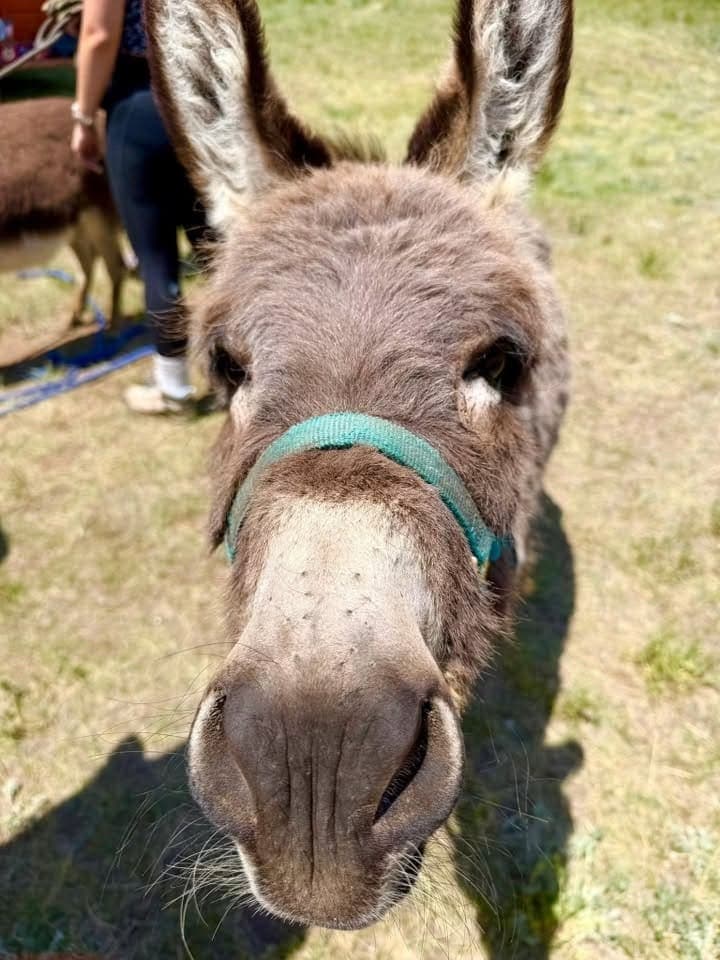Geodude, miniature donkey at CRATES Colorado