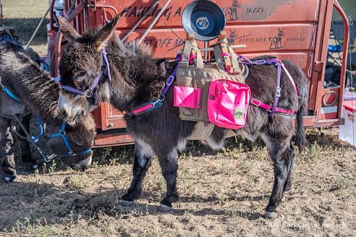 Jasmine (“Princess Jazzy”), miniature donkey at CRATES Colorado