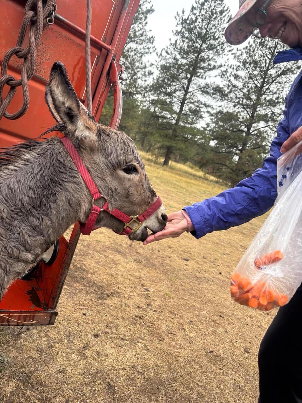 Maple (AKA “Little Miss Maple”), miniature donkey at CRATES Colorado