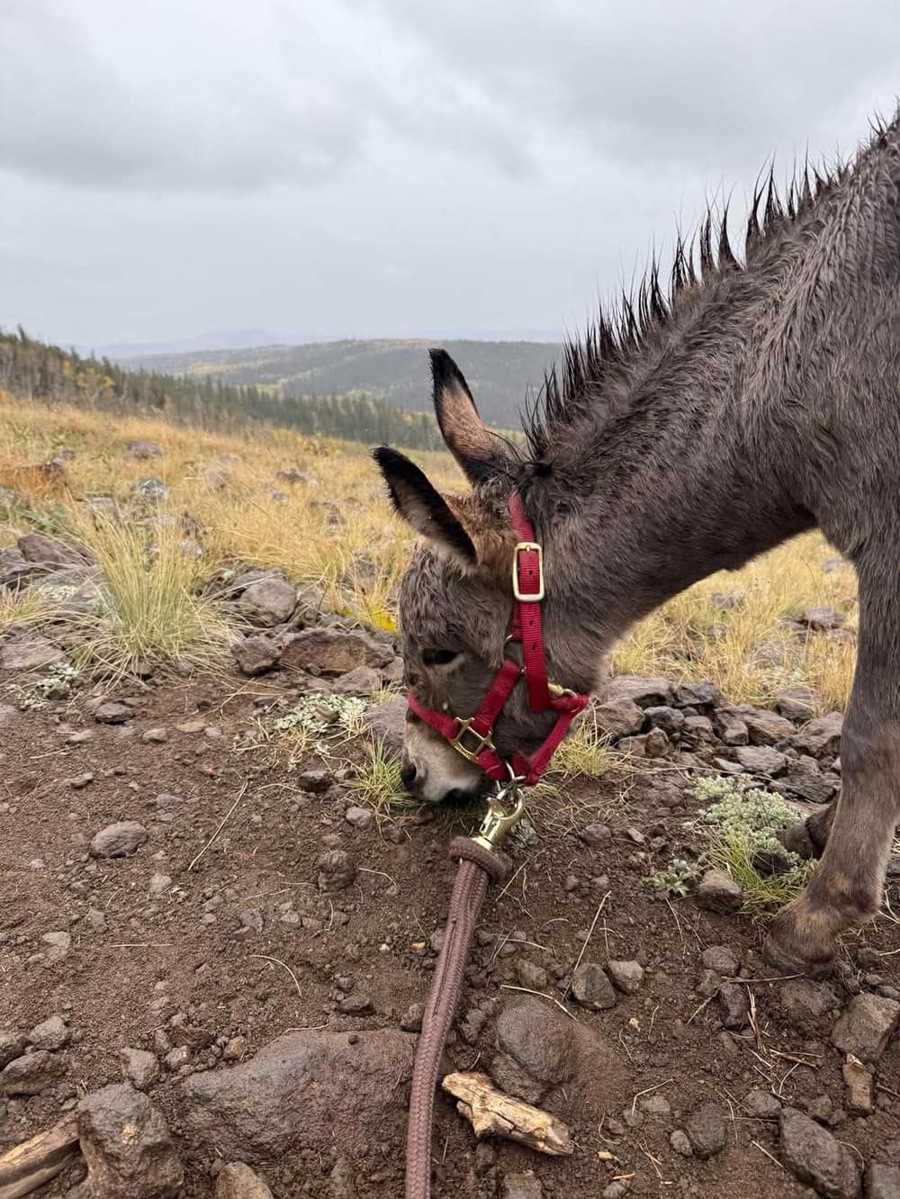 Maple (AKA “Little Miss Maple”), miniature donkey at CRATES Colorado