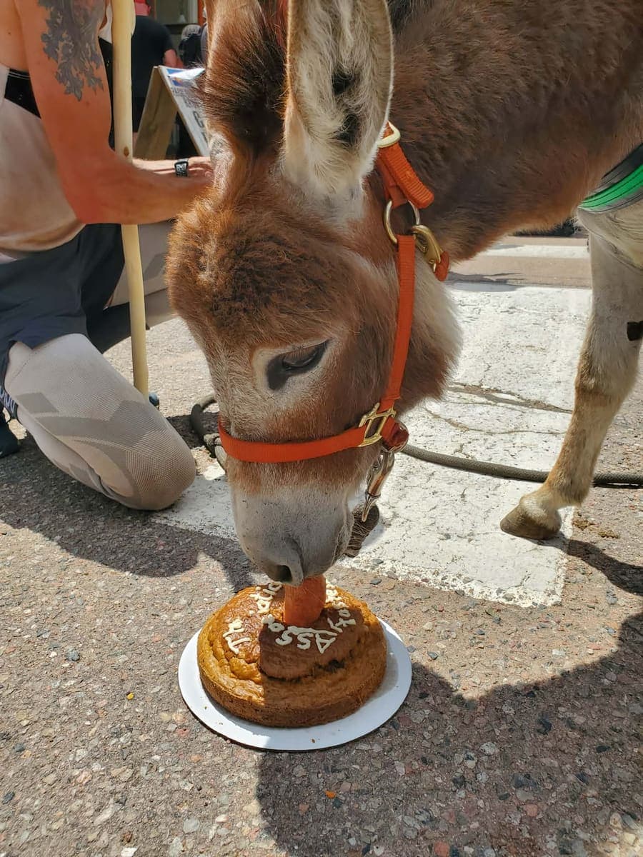 Poppie (AKA “Poppie the Queen”), miniature donkey at CRATES Colorado