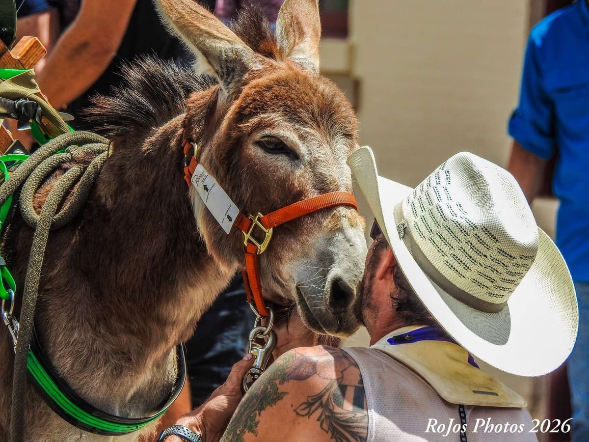 Poppie (AKA “Poppie the Queen”), miniature donkey at CRATES Colorado
